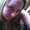 Photo of Acacia I.