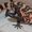 Photo of Heloderma S.