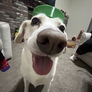 google avatar