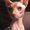 Photo of Pistachio S.