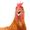 Photo of Chicken F.