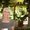 Photo of Liz H.
