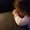 Photo of Kori N.