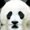 Photo of Panda W.