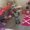 Photo of Jameelah N.