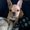 Photo of Fancy P.