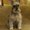 Photo of Pepper P.
