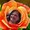 Photo of Rose B.