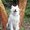 Photo of Koda B.