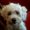 Photo of Honey B.