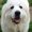 Photo of Knut C.