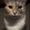 Photo of Lucifig