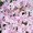 Photo of Haiku S.