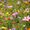 Photo of Wildflowers N.