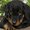 Photo of Sharini D.