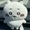 Photo of Wen L.