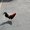 Photo of Rooster R.