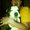 Photo of Ali G.