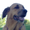 Photo of Dog L.