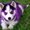 Photo of PurpleTornado 9.