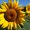 Photo of Qype User (letub…)