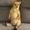 Photo of Lardling
