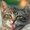 Photo of Cat S.