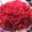 Photo of Lavender M.
