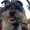Photo of Fluffy U.