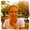 Photo of Romina S.