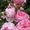Photo of Rose S.