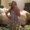 Photo of Sonchy G.
