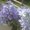 Photo of Duyen H.