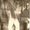 Photo of Carolyn B.