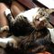 Kittycat L.