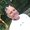Photo of Dan Y.