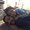 Photo of Samrat N.