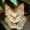 Photo of Miral P.