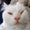 Photo of Animal L.