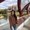 Photo of Anelise T.