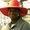 Photo of Terry F.