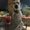 Photo of Sendai B.