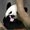Photo of Gao C.