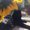 Photo of Suha A.