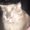 Photo of Lucky D.