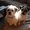 Photo of Qype User (Fleece…)