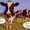 Photo of Moo H.