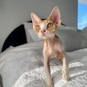 google avatar