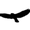 Photo of Blackbird R.