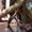 Photo of Shoshana L.